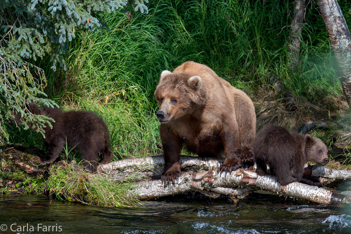 Beadnose (409) & Cubs