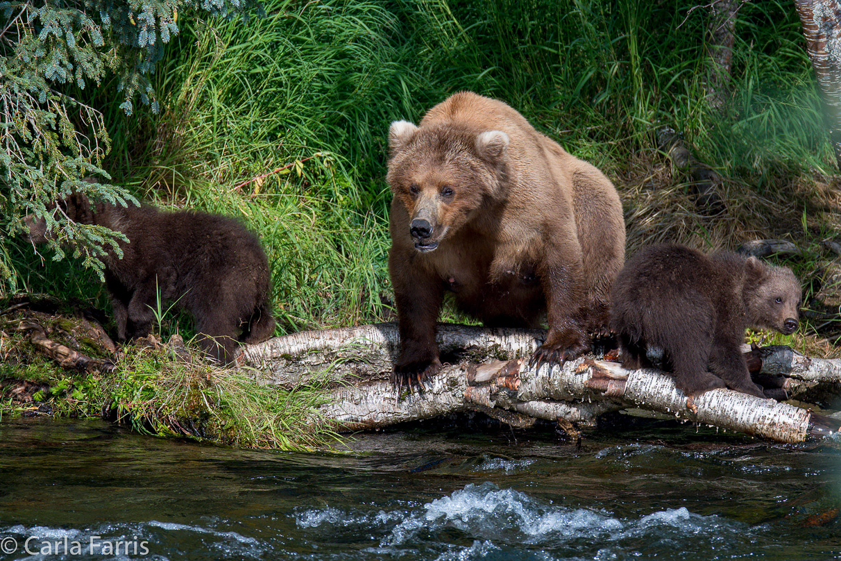 Beadnose (409) & Cubs