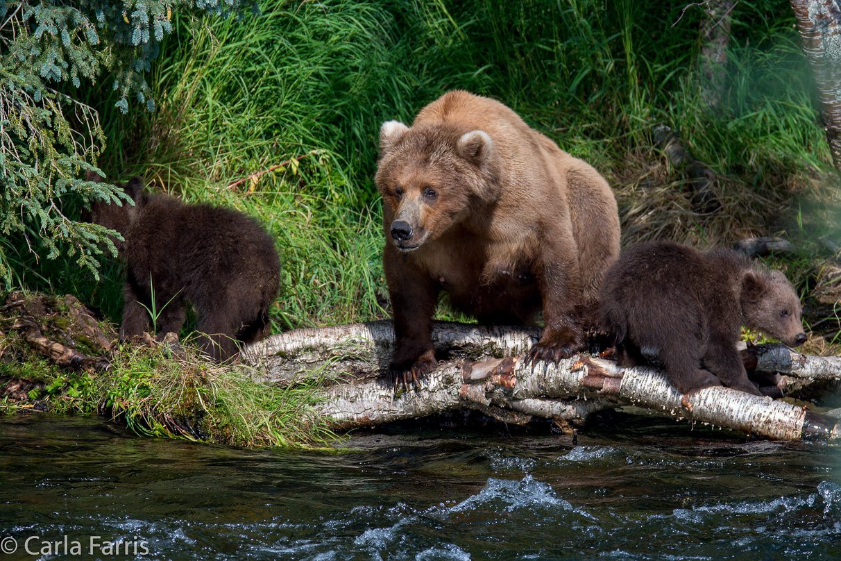 Beadnose (409) & Cubs