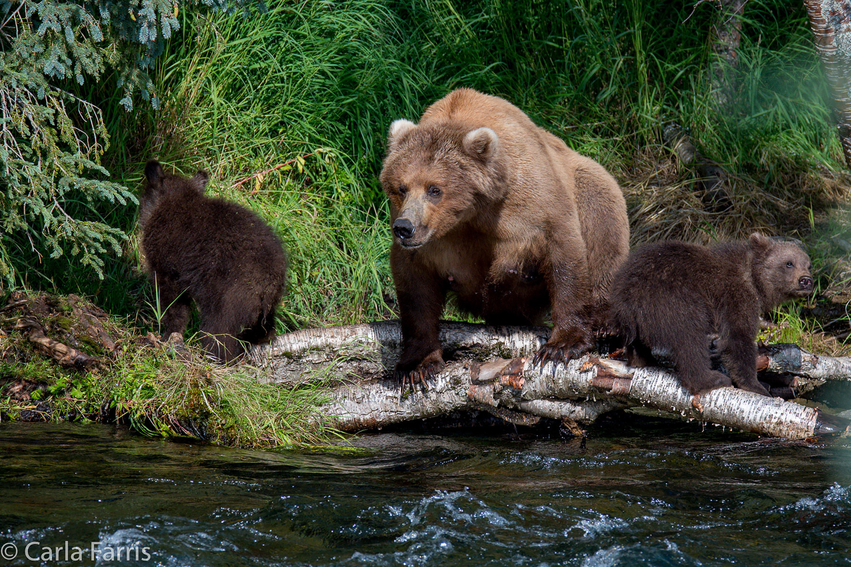 Beadnose (409) & Cubs