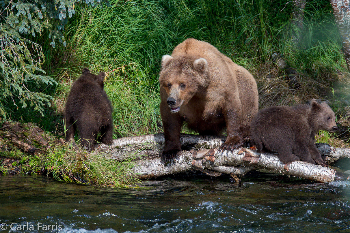 Beadnose (409) & Cubs