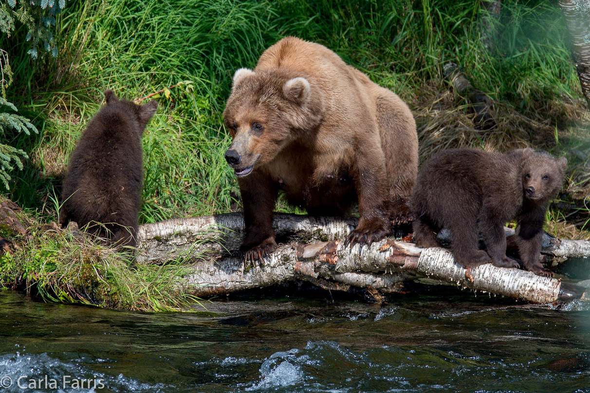 Beadnose (409) & Cubs