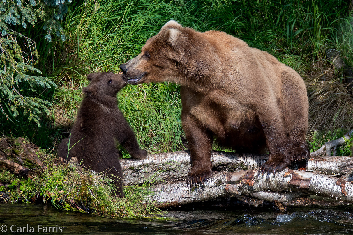 Beadnose (409) & Cubs