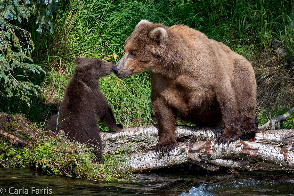 Beadnose (409) & Cubs