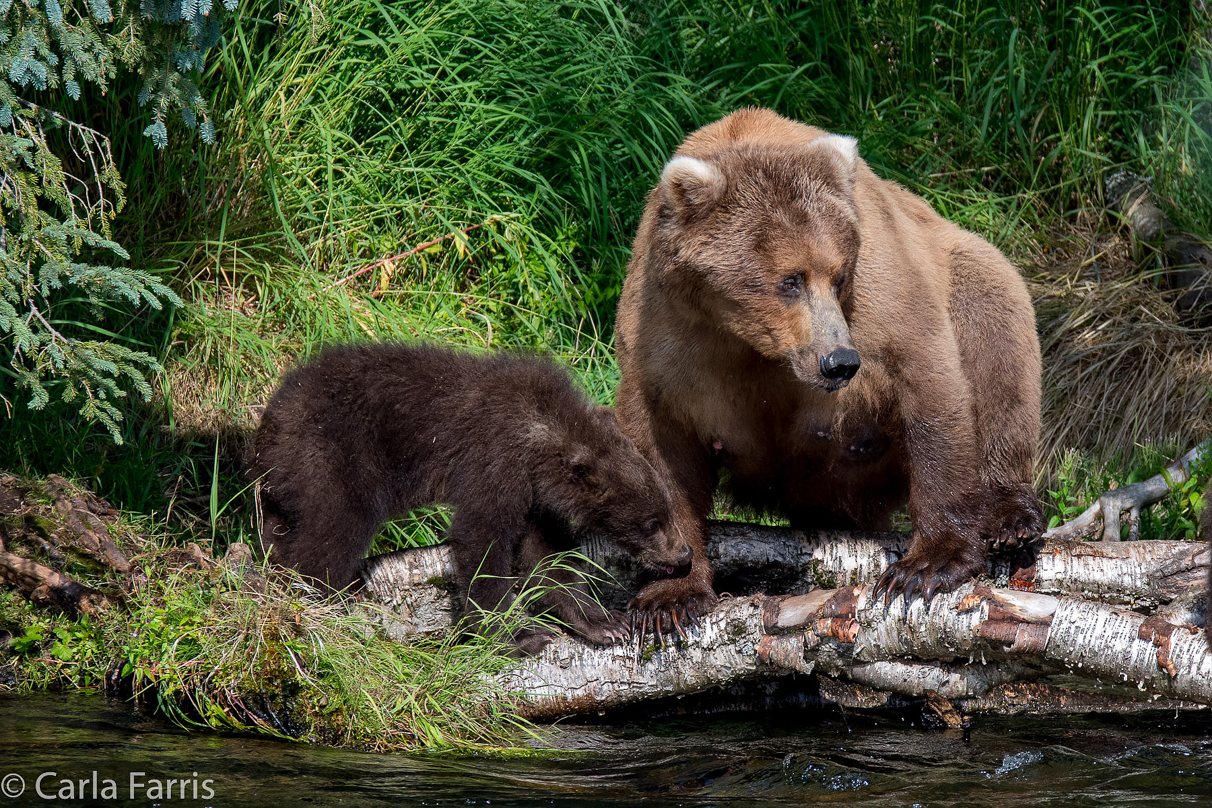 Beadnose (409) & Cubs