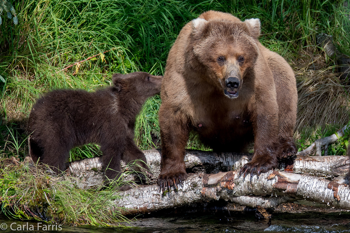 Beadnose (409) & Cubs