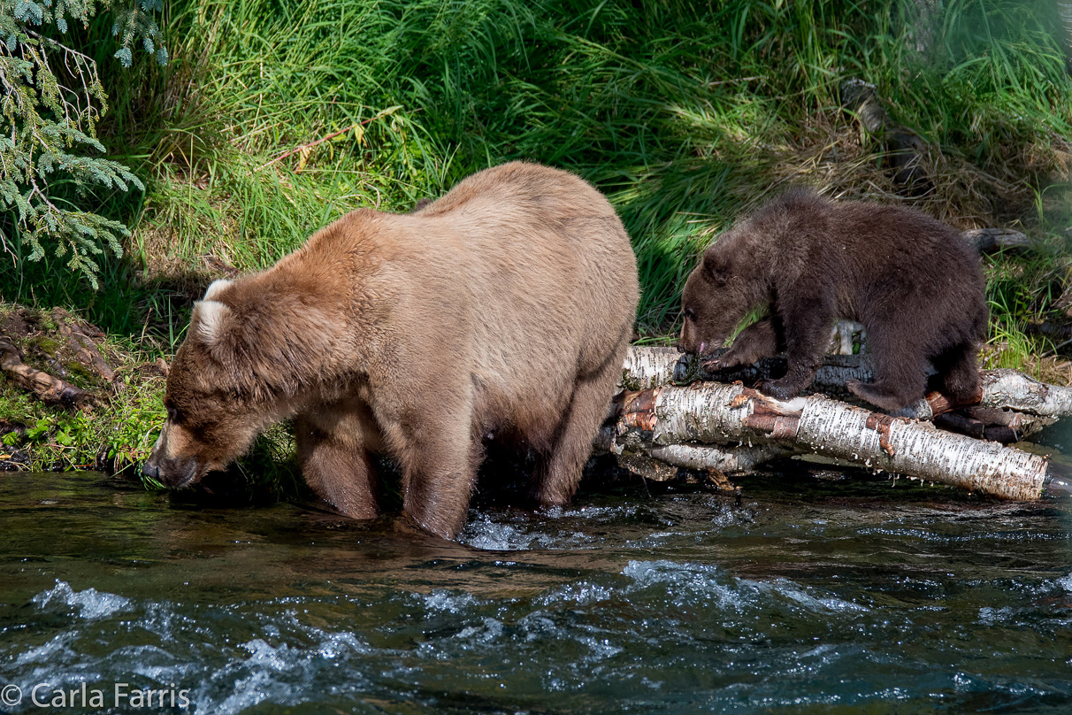 Beadnose (409) & Cubs