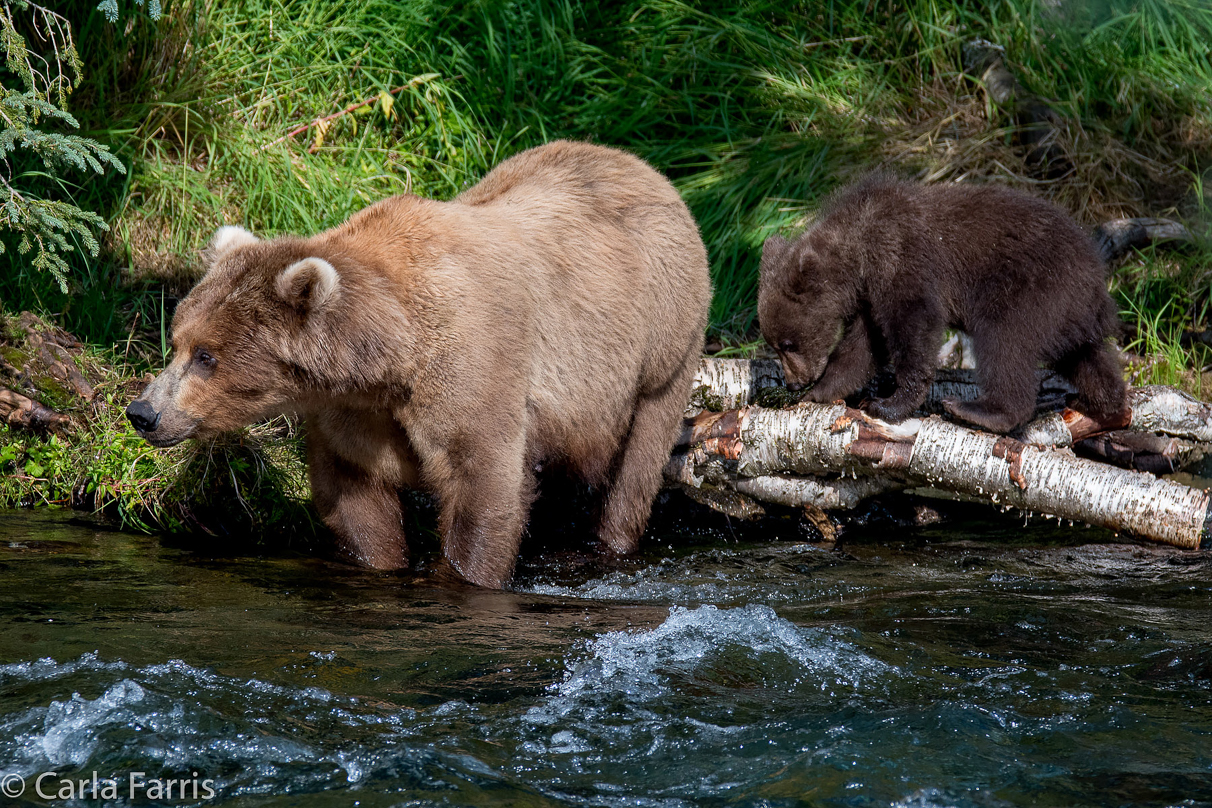 Beadnose (409) & Cubs