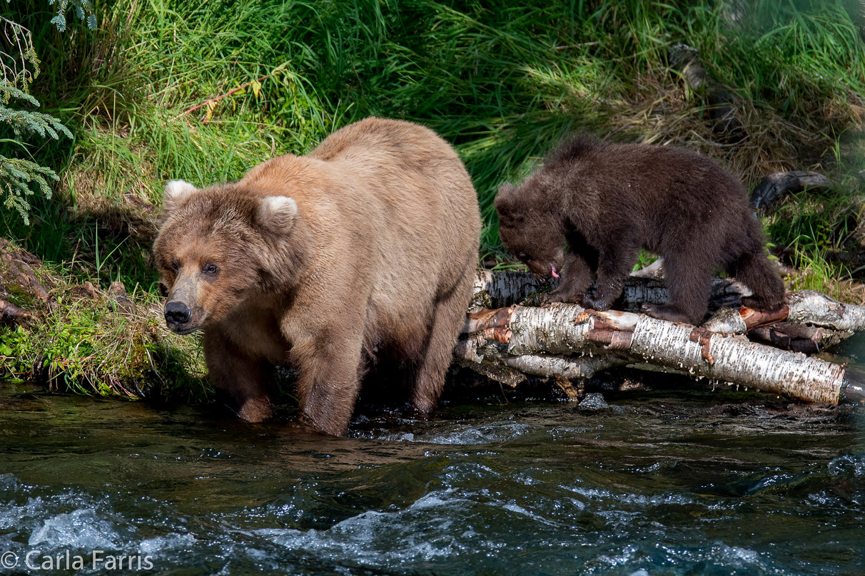 Beadnose (409) & Cubs