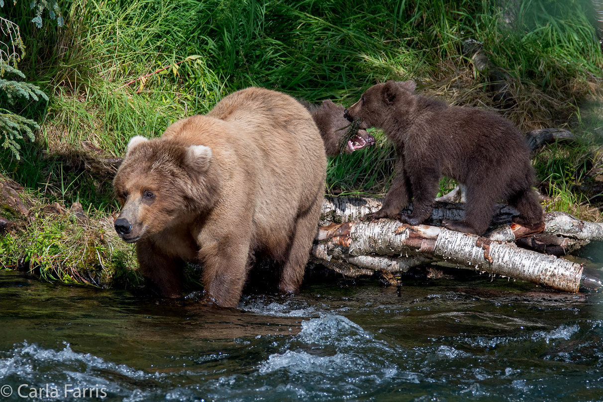 Beadnose (409) & Cubs