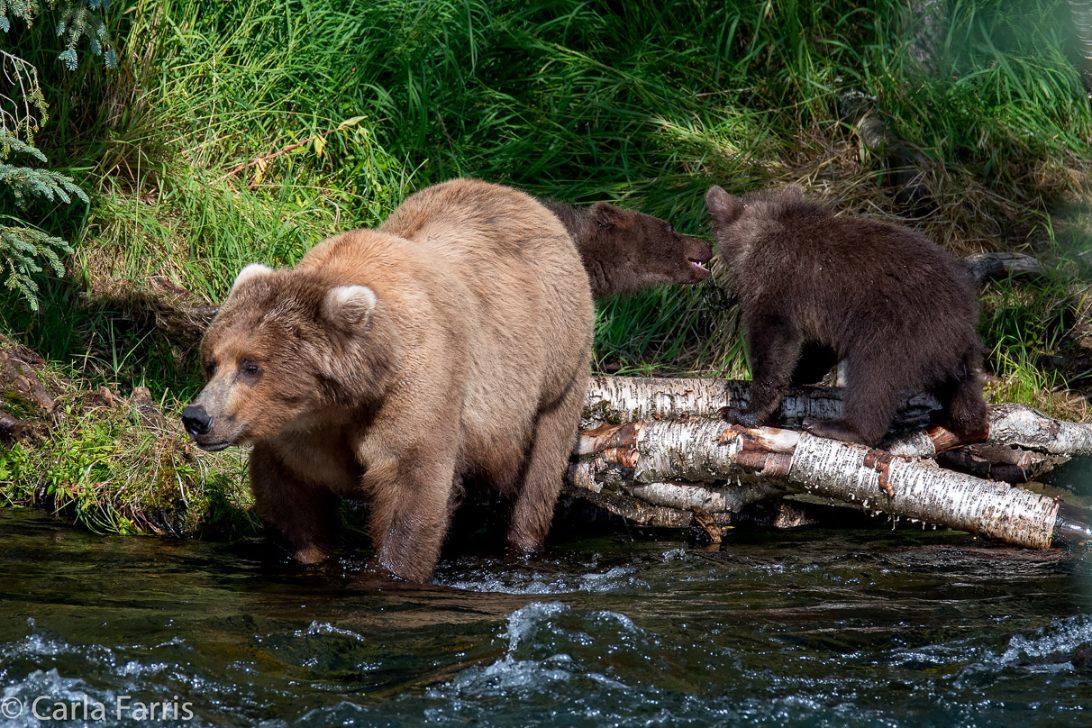 Beadnose (409) & Cubs