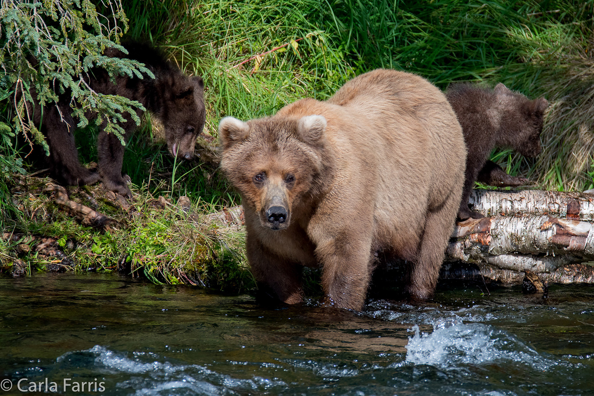 Beadnose (409) & Cubs