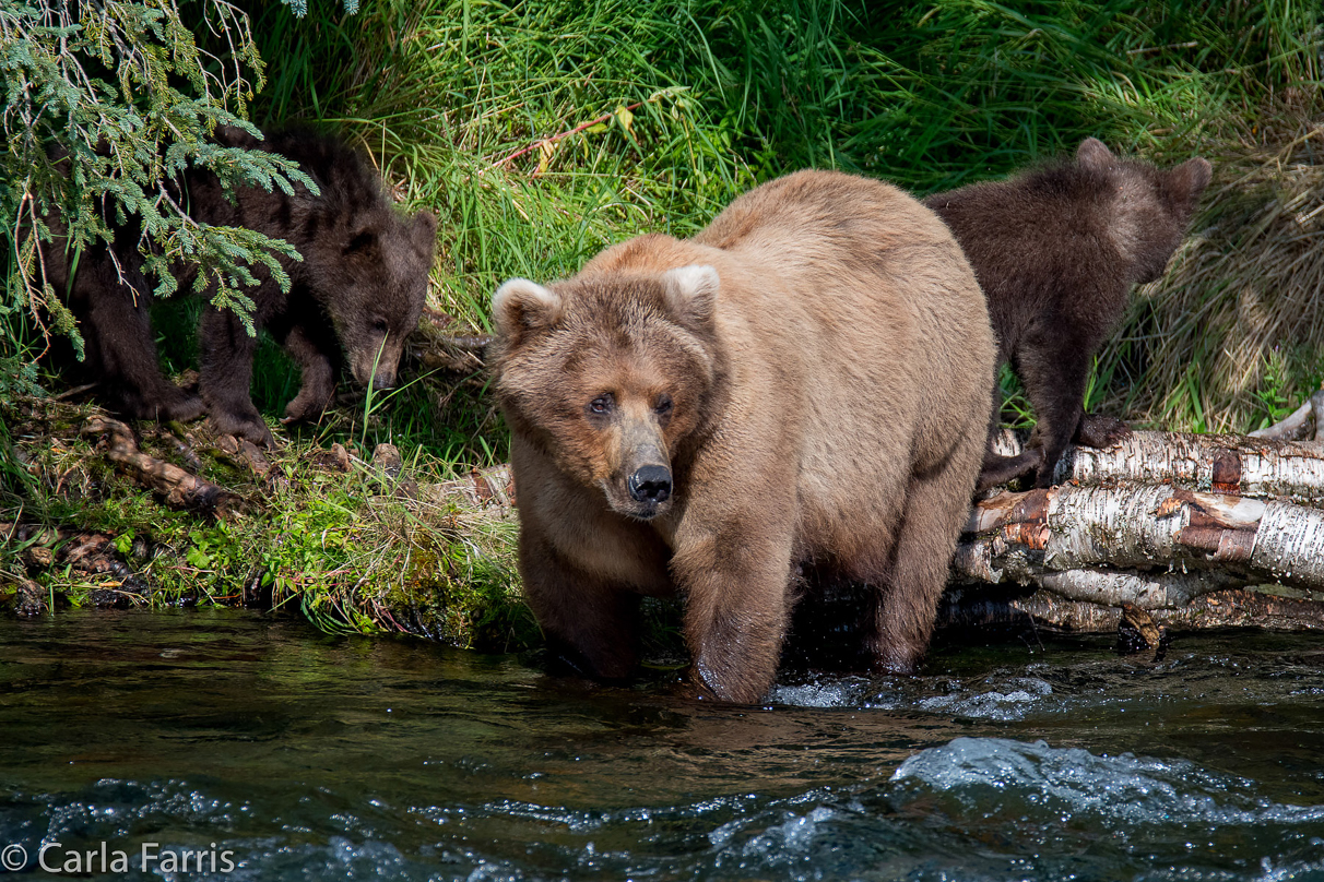 Beadnose (409) & Cubs