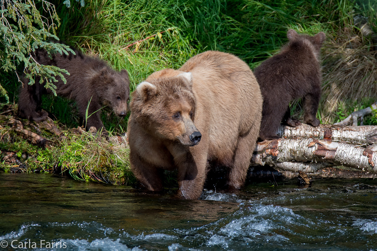 Beadnose (409) & Cubs