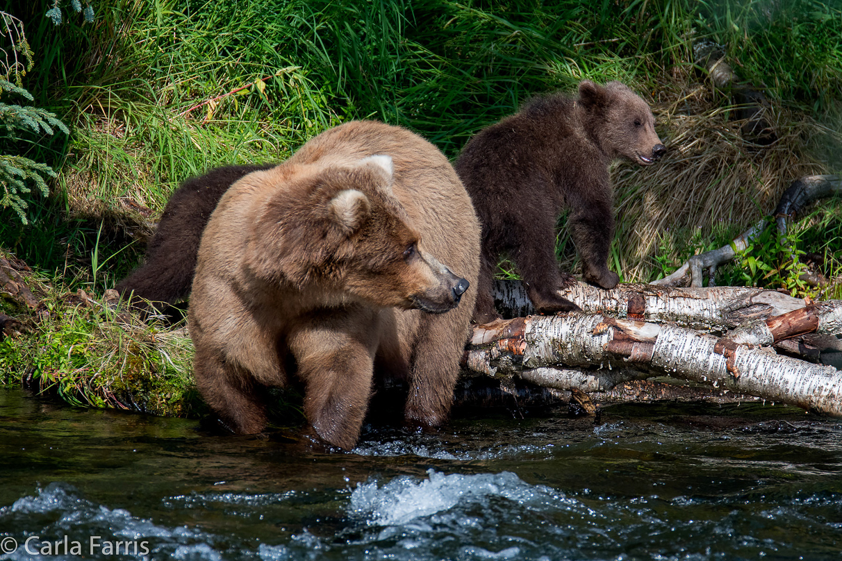 Beadnose (409) & Cubs