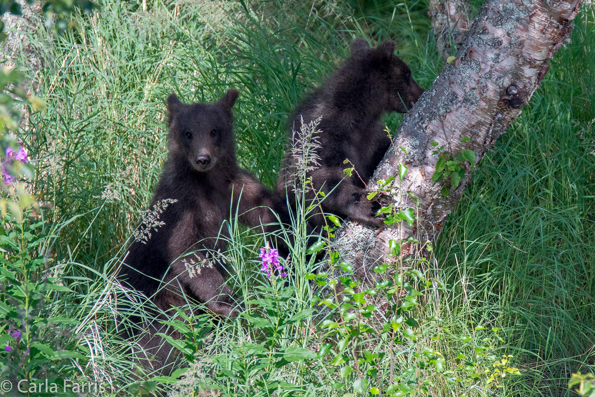 Beadnose's (409) cubs