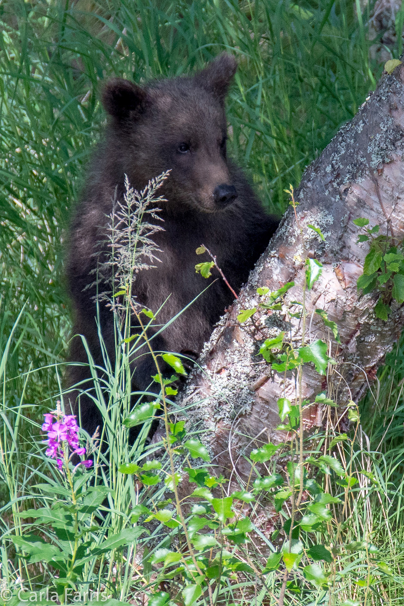 Beadnose's (409) cubs