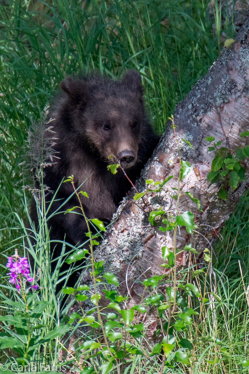 Beadnose's (409) cubs