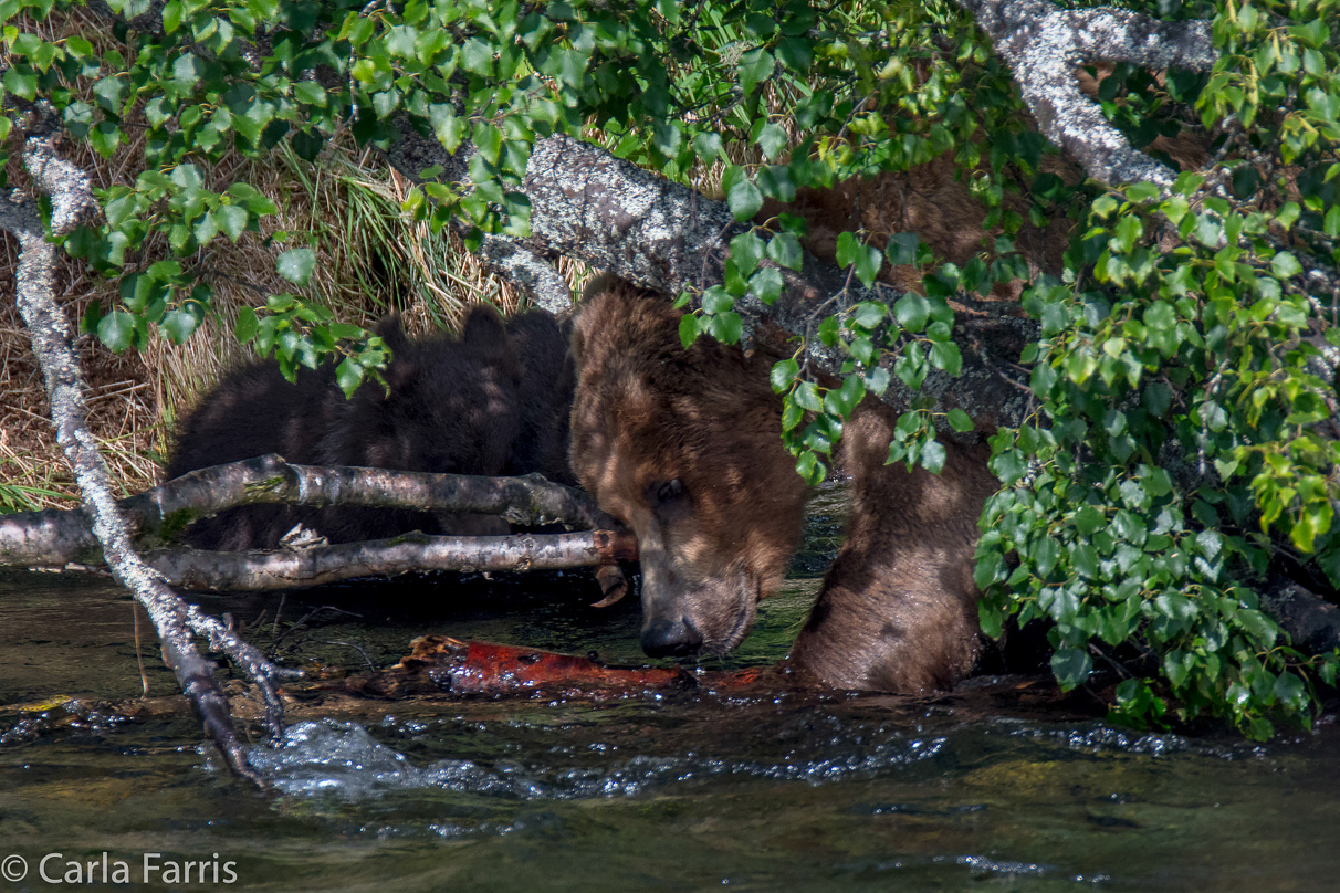 Beadnose's (409) cubs