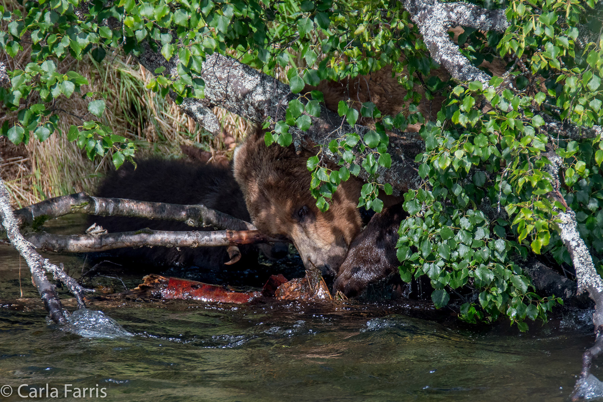 Beadnose's (409) cubs