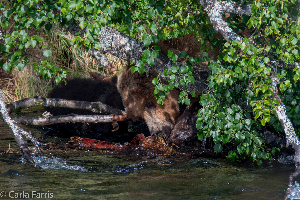 Beadnose's (409) cubs