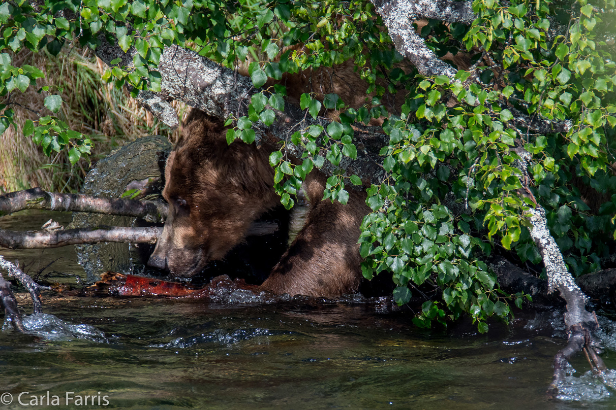 Beadnose's (409) cubs