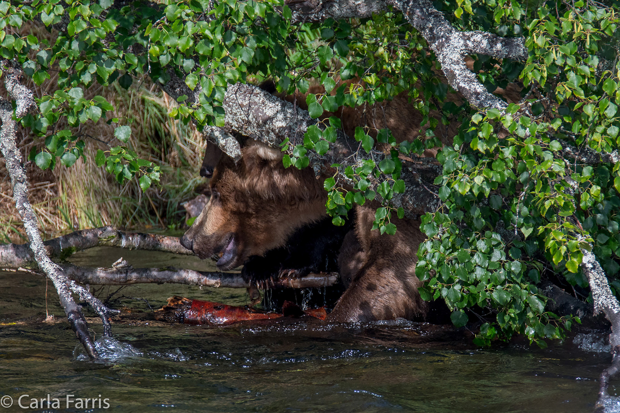 Beadnose's (409) cubs