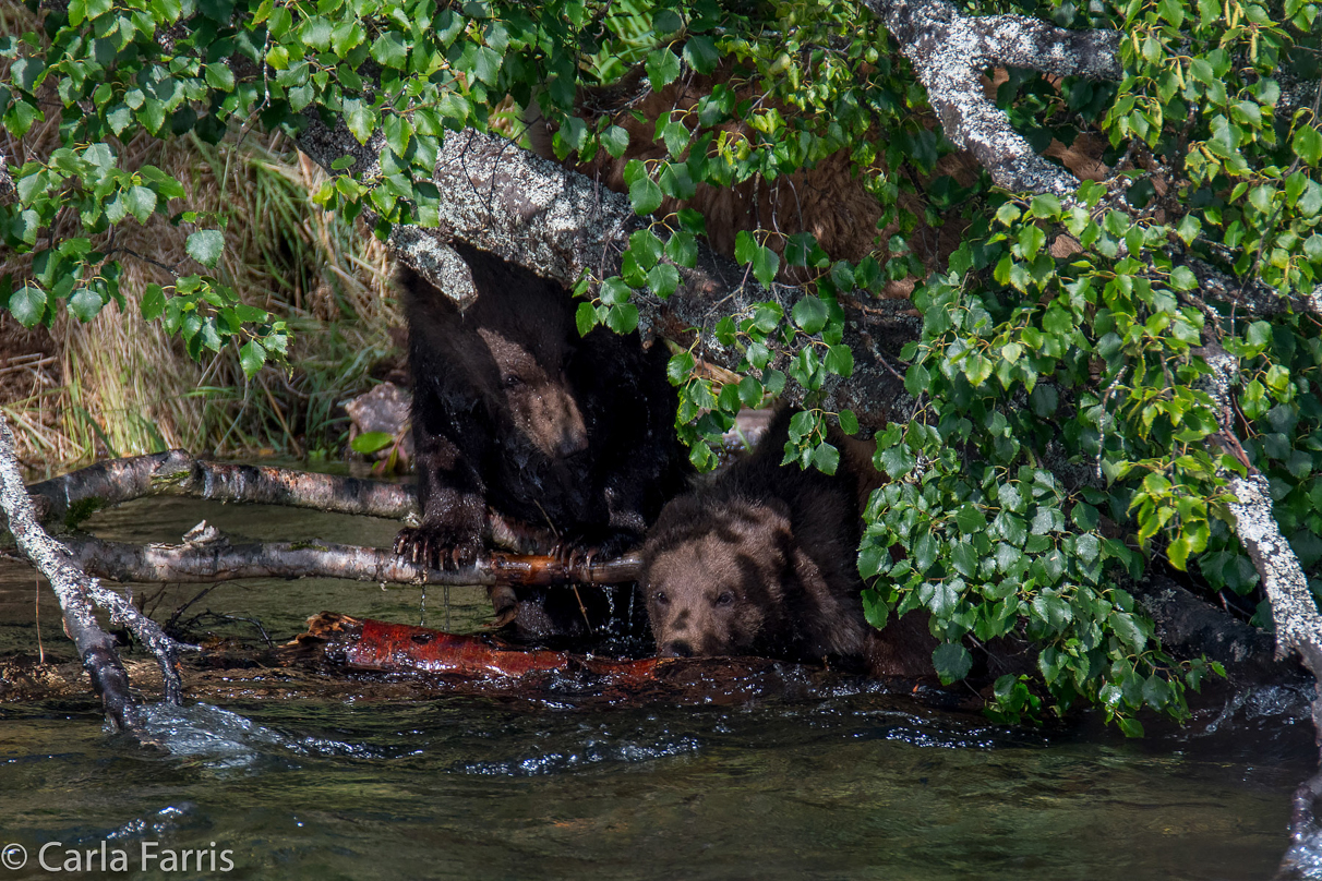 Beadnose's (409) cubs