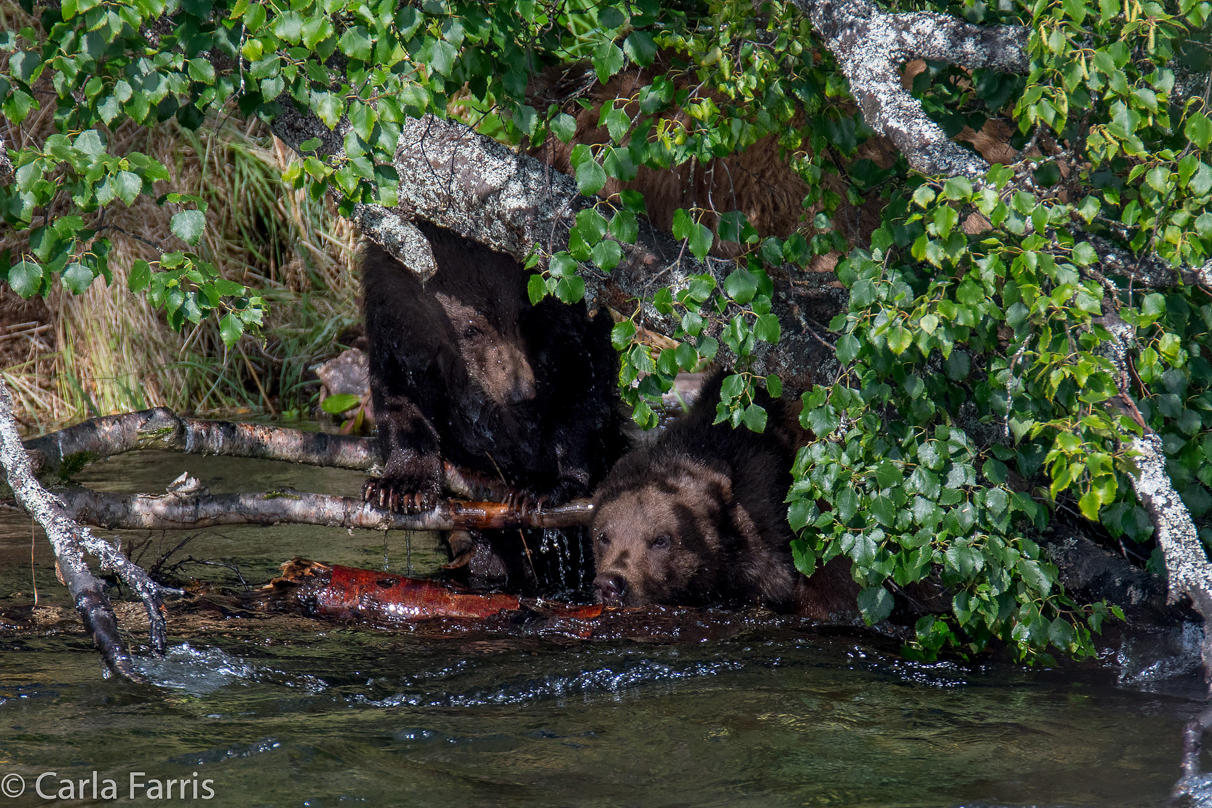 Beadnose's (409) cubs