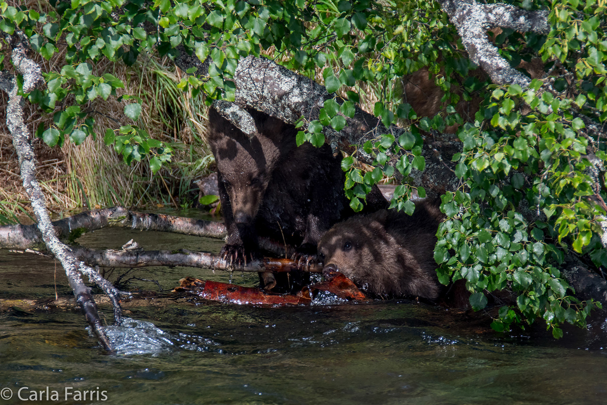 Beadnose's (409) cubs