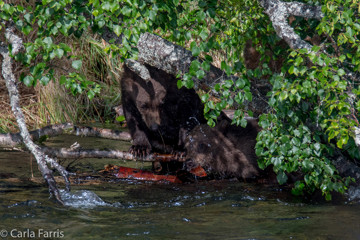 Beadnose's (409) cubs