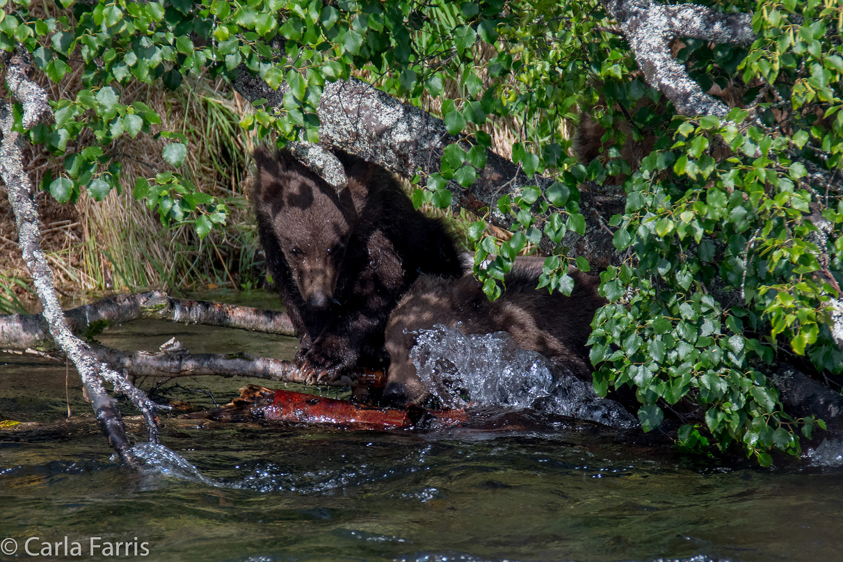 Beadnose's (409) cubs