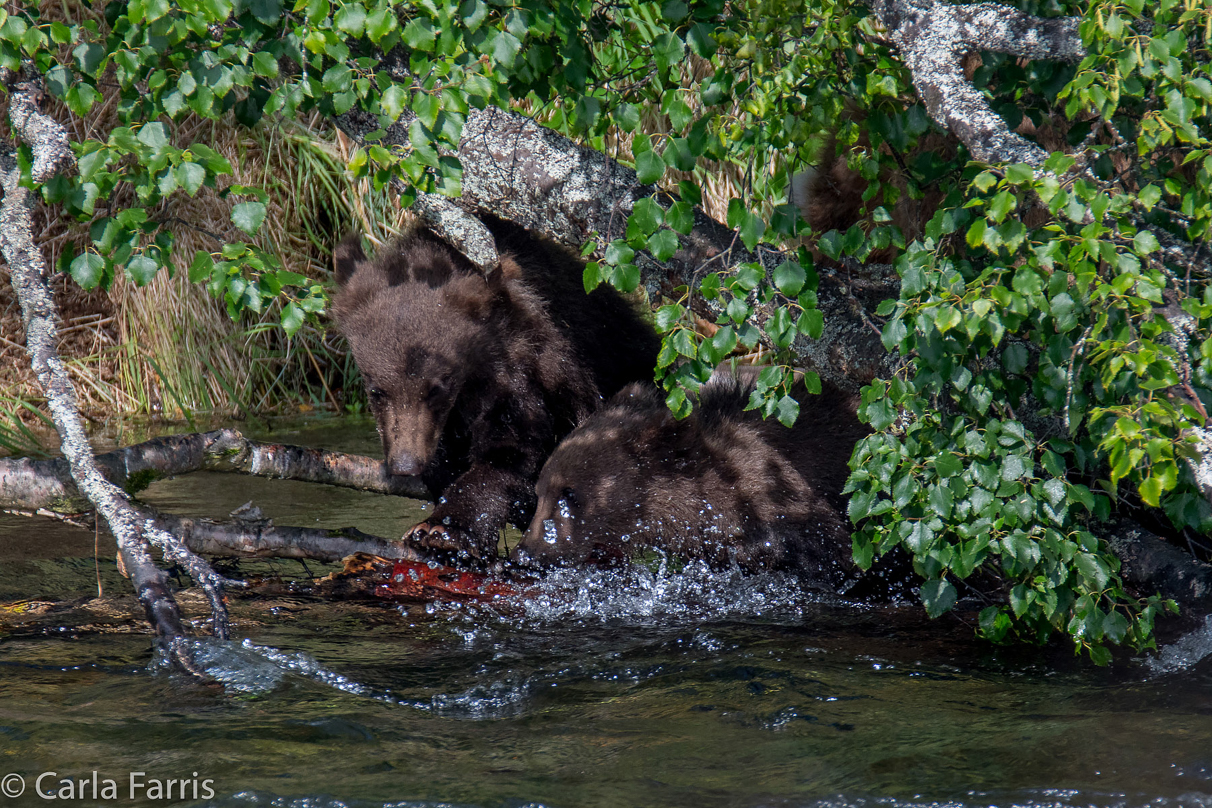 Beadnose's (409) cubs