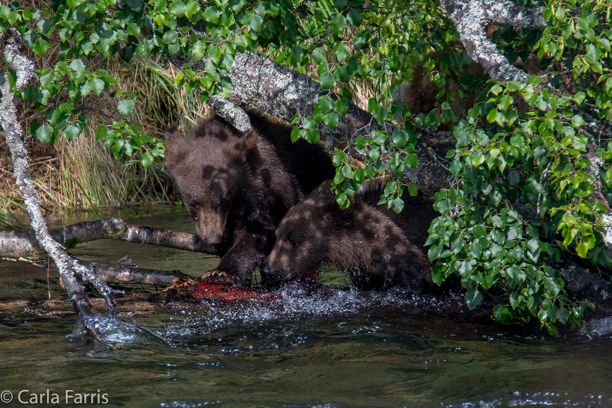 Beadnose's (409) cubs