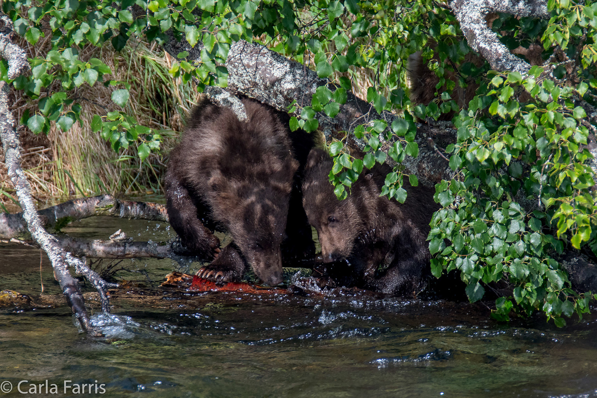 Beadnose's (409) cubs