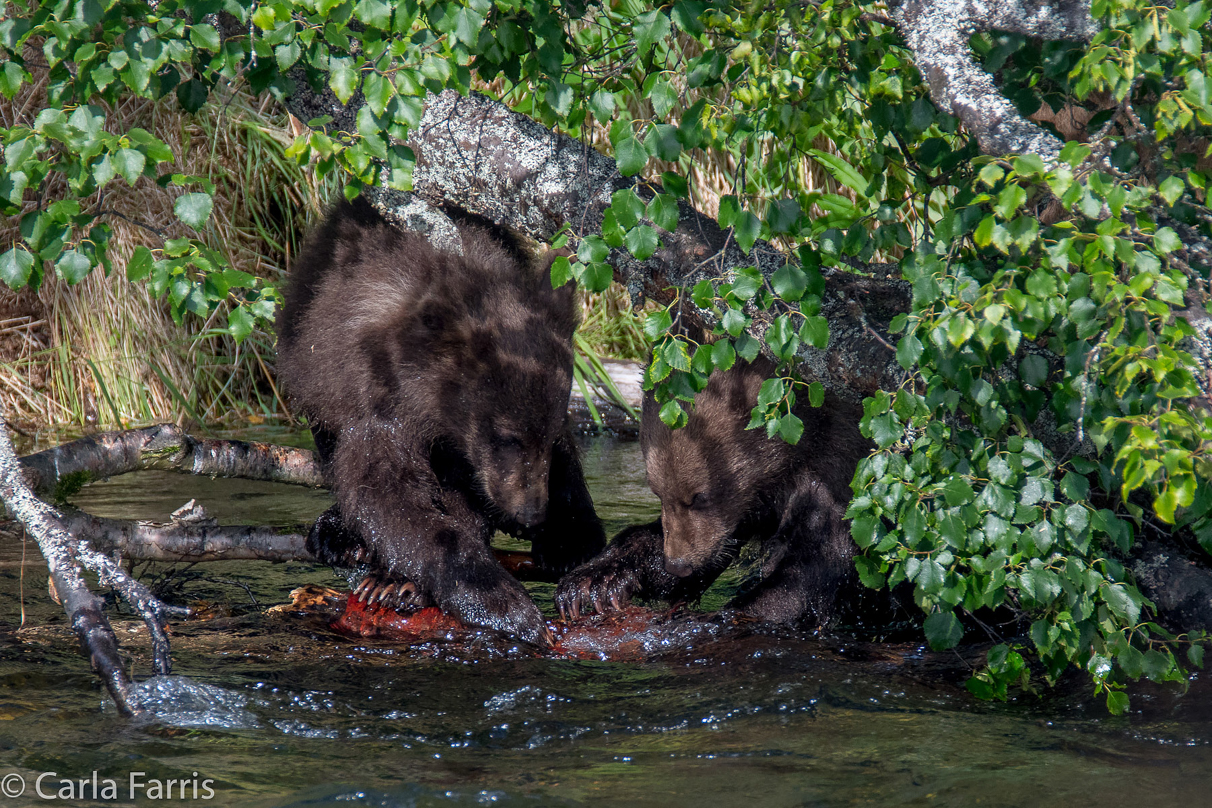 Beadnose's (409) cubs