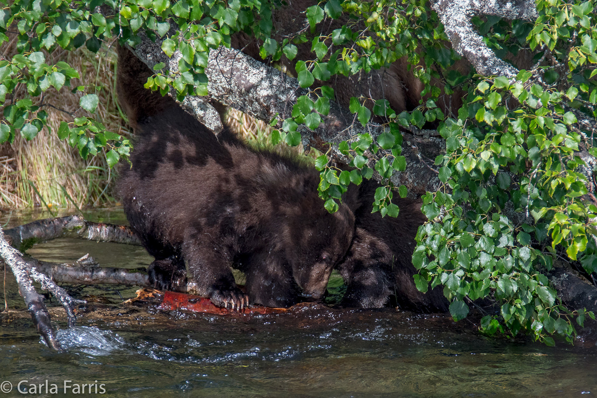 Beadnose's (409) cubs