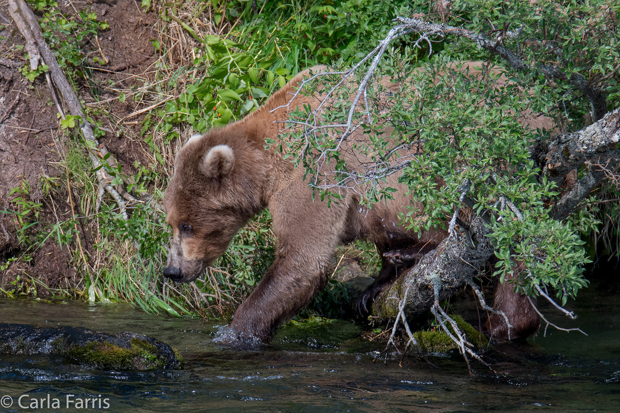 Beadnose (409) & Cubs