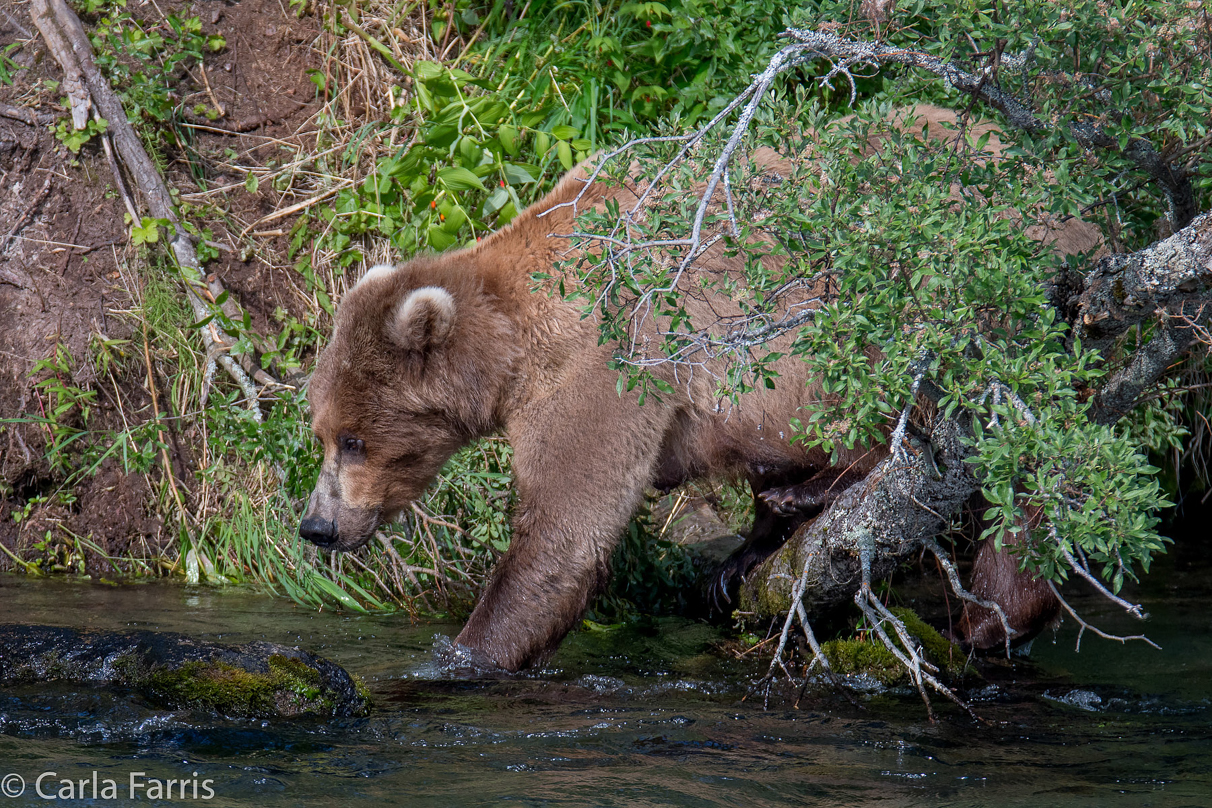 Beadnose (409) & Cubs