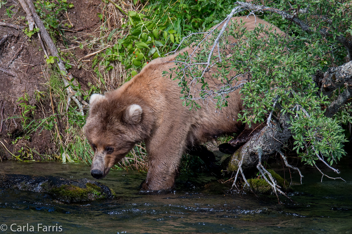 Beadnose (409) & Cubs