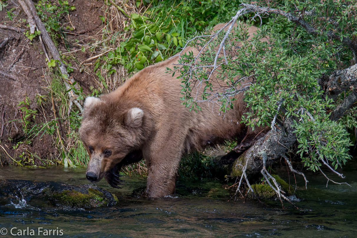 Beadnose (409) & Cubs