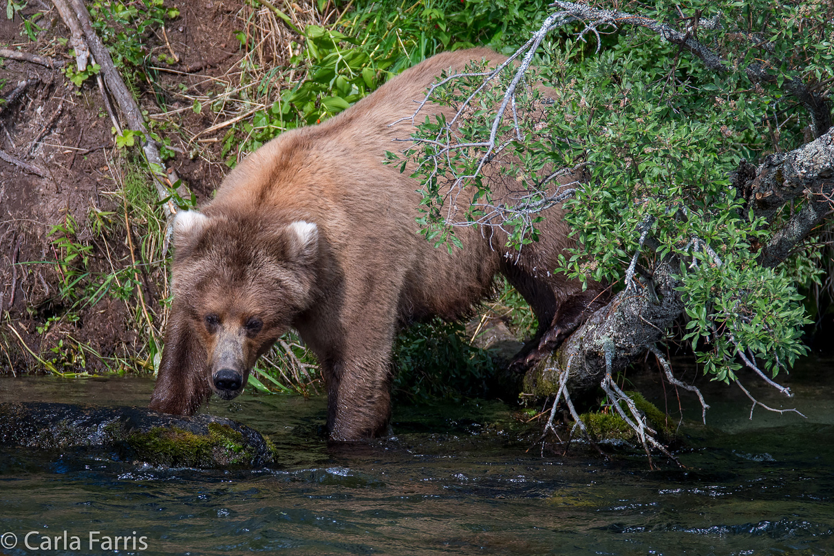 Beadnose (409) & Cubs