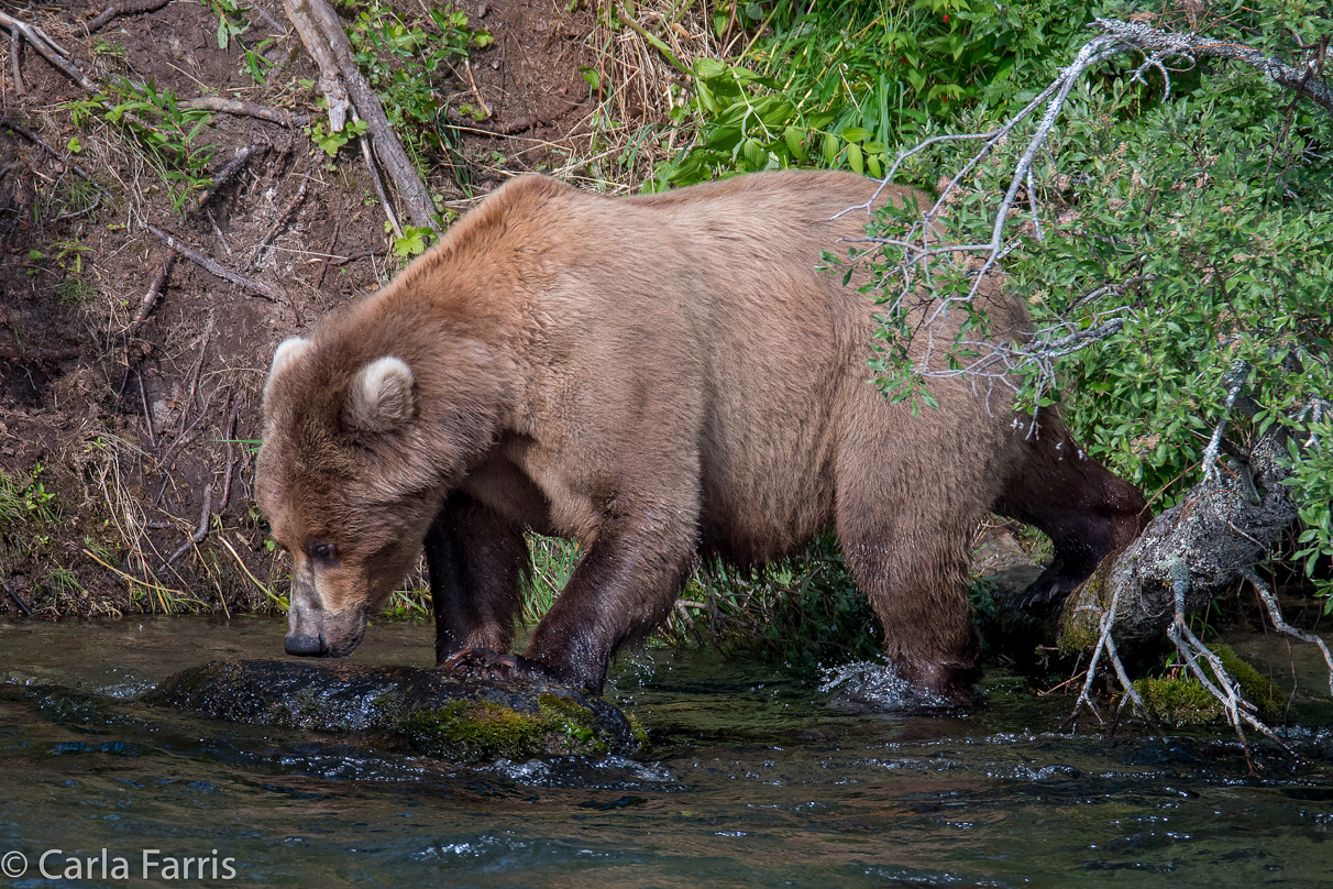 Beadnose (409) & Cubs