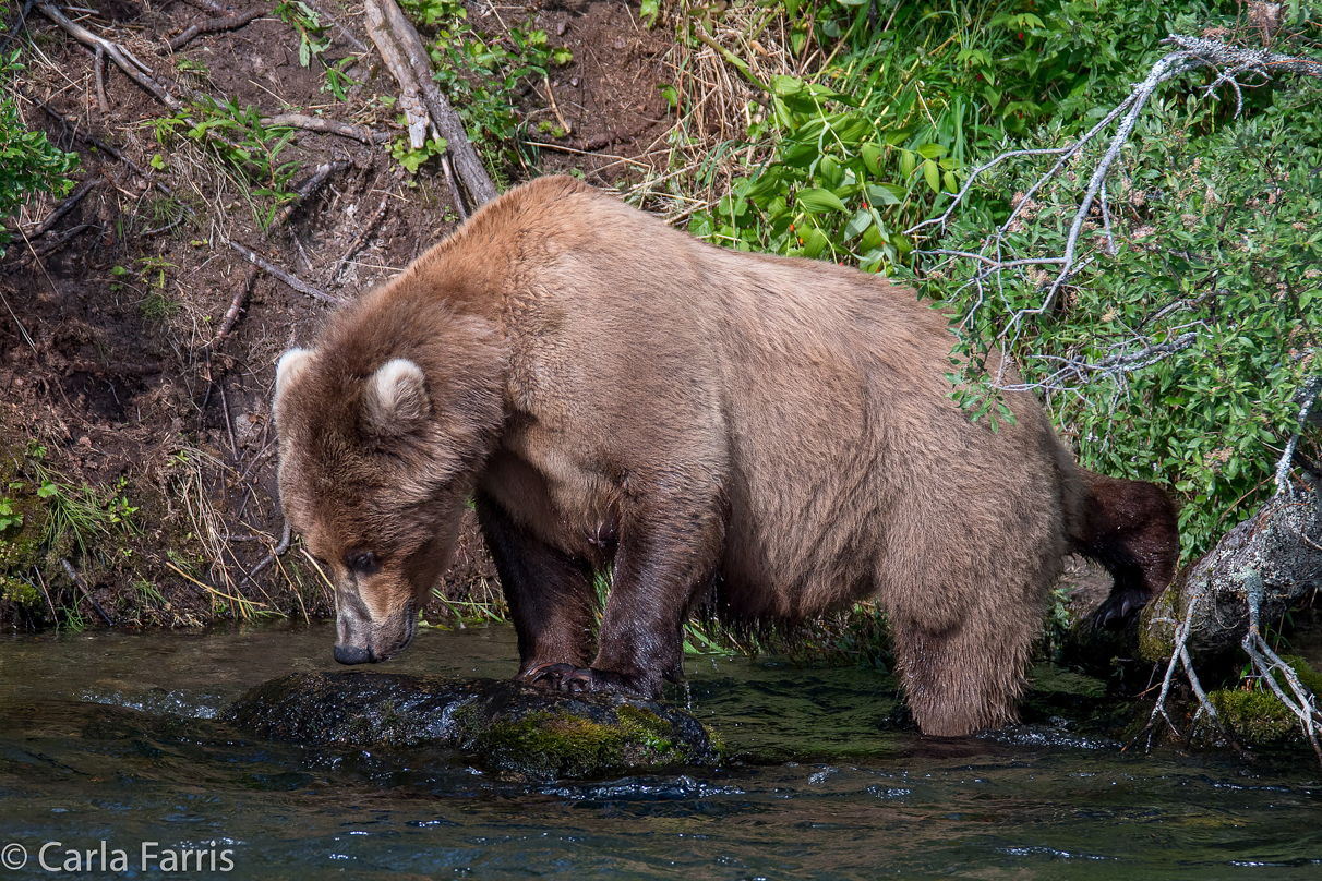 Beadnose (409) & Cubs