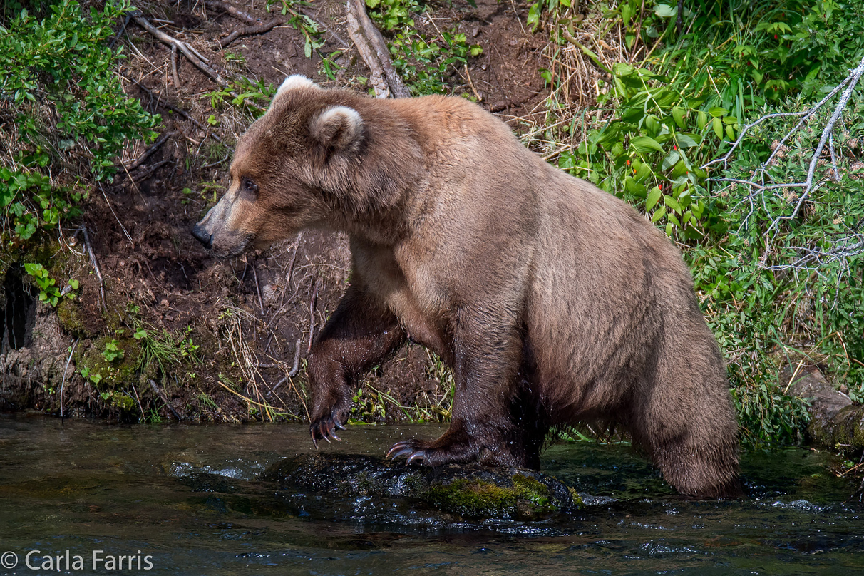 Beadnose (409) & Cubs