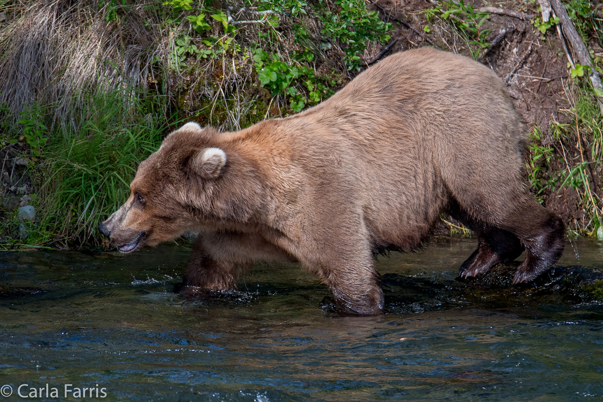 Beadnose (409) & Cubs