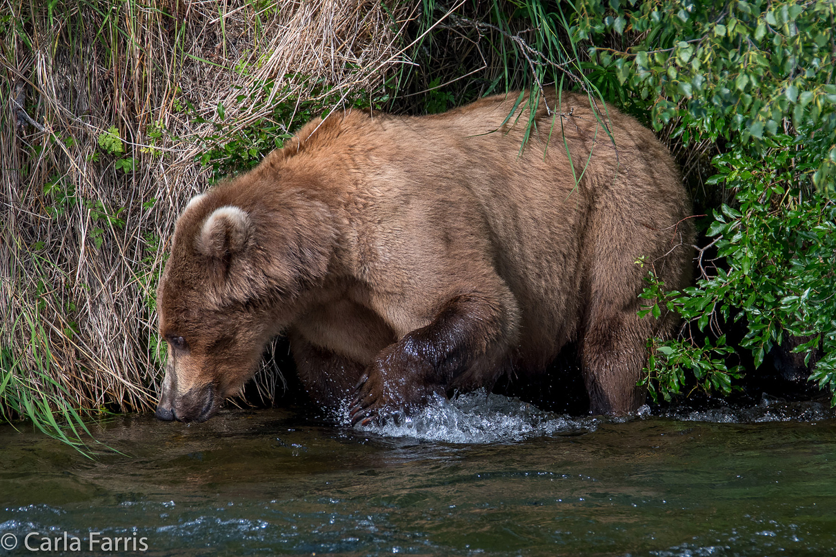 Beadnose (409) & Cubs