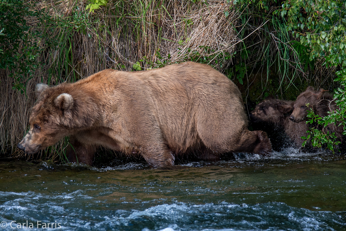 Beadnose (409) & Cubs