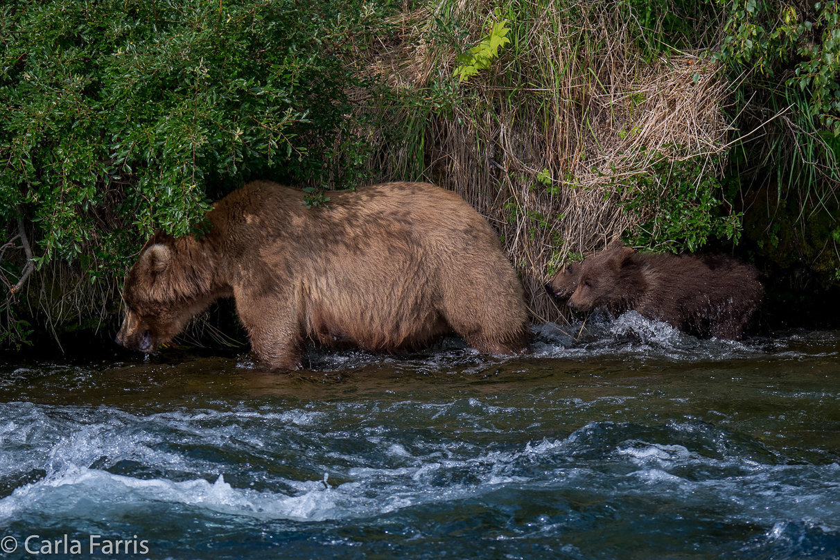 Beadnose (409) & Cubs