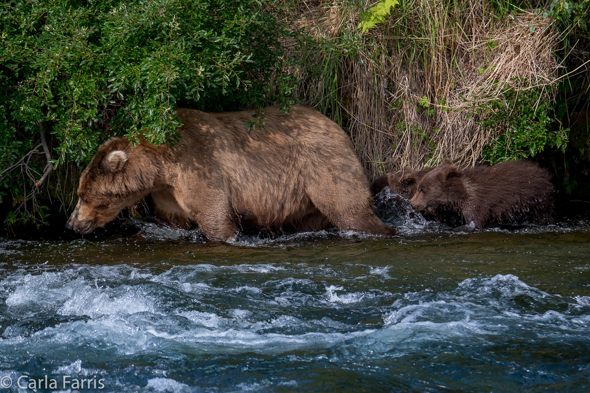 Beadnose (409) & Cubs